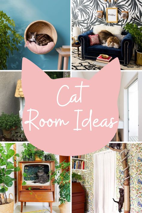 Cute Cat Apartment Ideas, Cat Decor Ideas, Cat In Small Apartment, Cat Organization Ideas Small Spaces, Cat Sunroom Ideas, Cat Foster Room Ideas, Cat Room Closet, Cat Furniture For Small Spaces, Cat Room Inspiration