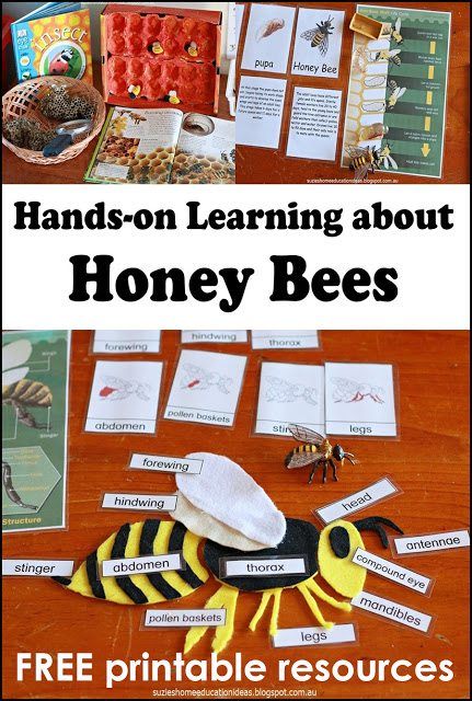 Hands-On Learning About Honey Bees with FREE Printable Resources | Homeschool Giveaways Montessori Science, Bee Activities, Insects Theme, Montessori Ideas, Preschool Science, Bee Crafts, Homeschool Science, Honey Bees, Hands On Learning