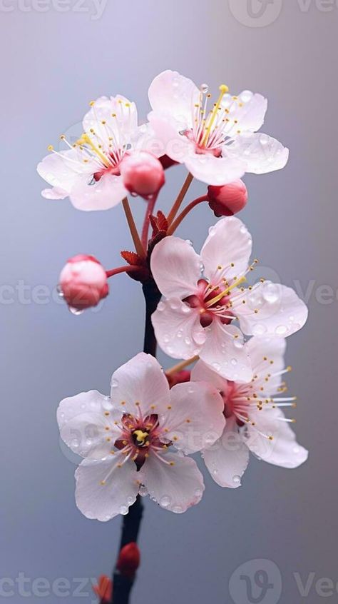 Cherry blossom flower photo wallpaper background. AI Generated, Cherry Blossom Branch Photography, Branch Photography, Cherry Blossom Flower, Blossom Branch, Cherry Flower, Cherry Blossom Branch, Tree Saw, Cityscape Photos, Flowers Pictures