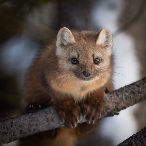 An American Pine Marten right before he leaps out of frame to another tree here in Yellowstone National Park. #marten #martens #pinemarten… | Instagram Pine Martin Animal, Nature, Pine Marten Aesthetic, Martens Animal, Marten Animal, Mammal Photography, Madison Animal, Pine Martens, Martin Animal