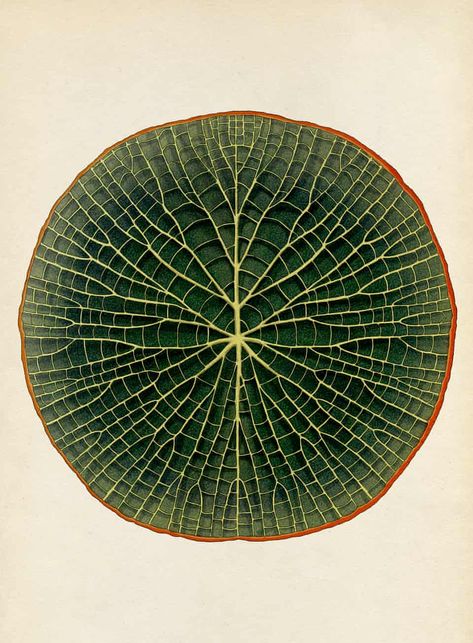 Victoria Amazonica, Katie Scott, Illustration Botanique, Arte Inspo, Motion Graphic, Scientific Illustration, Kew Gardens, Botanical Drawings, Patterns In Nature