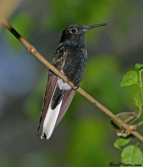 BirdPhotos.com - Black Jacobin (Florisuga fusca) Nature, Hummingbird Tattoo, Black Hummingbird, Bee Hummingbird, Cardinal Flower, Hummingbird Pictures, Geometric Tattoo Arm, Humming Birds, How To Attract Hummingbirds