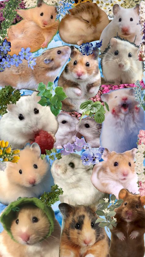 #hamsters #background #wallpaper #hamster #cute #precious #wallpaperaesthetic #wallpaperlockscreen #animal Hamster Wallpaper, Hamster Cute, Beach Life Hacks, Space Phone Wallpaper, Wallpaper Collage, Valentines Wallpaper, Cute Hamsters, Preppy Wallpaper, Photo Wall Collage