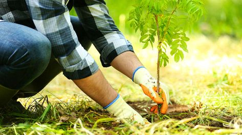 Post to Tumblr - Preview Propagate Trees, Propagating Trees, Planting A Tree, Grafting Plants, Growing Trees, Bonsai Tree Care, Planting Trees, Tree Planting, Save Trees