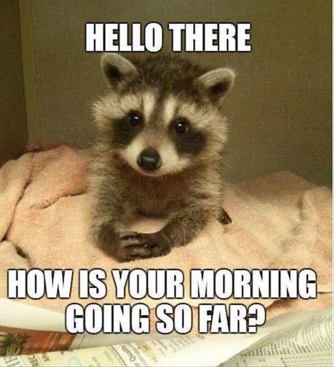 Good morning! Racoon, Funny Animal Pictures, Baby Raccoon, Cute Raccoon, Trash Panda, Funny Animal Memes, 귀여운 동물, Animal Memes, Marvel Avengers