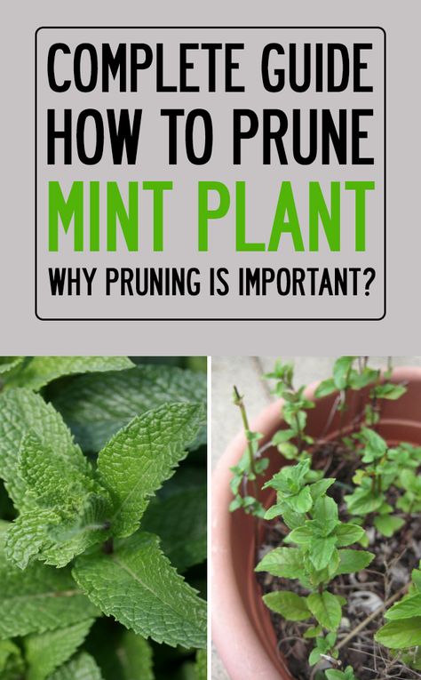 Importance of pruning your mint plant. How to guide on pruning mint plant at home. Mint is normally harvested freshly during the year as required. Do not harvest if the mint plant is not progressing quite well due to cold weather or some other situations. #mint #pruning #gardening How To Care For Mint Plant, Peppermint Plant Care, Peppermint Plant Outdoor, Growing Mint Outdoors, How To Harvest Mint, Mint Garden Ideas, Mint Plants Outdoor, Mint Plant Indoor, Mint Harvesting