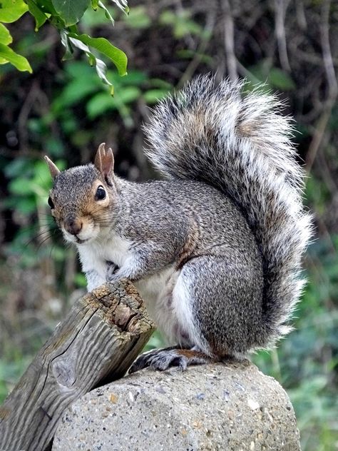 Grey Squirrel Squirrel, #Squirrel, #Grey Grey Squirrel Drawing, Squirrel Reference, Eastern Gray Squirrel, Gray Squirrel, Grey Squirrel, Squirrel Art, Squirrel Print, Wild Animals Pictures, Animal References