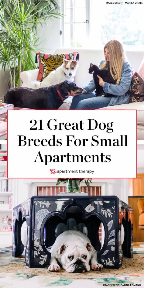 21 Great Dog Breeds for Small Apartments Good Dog Breeds, Dog Apartment Living, Apartment Dogs Breeds, Good Apartment, Apartment Dog, Small Medium Dog Breeds, Best Small Dog Breeds, Best Apartment Dogs, Best Small Dogs