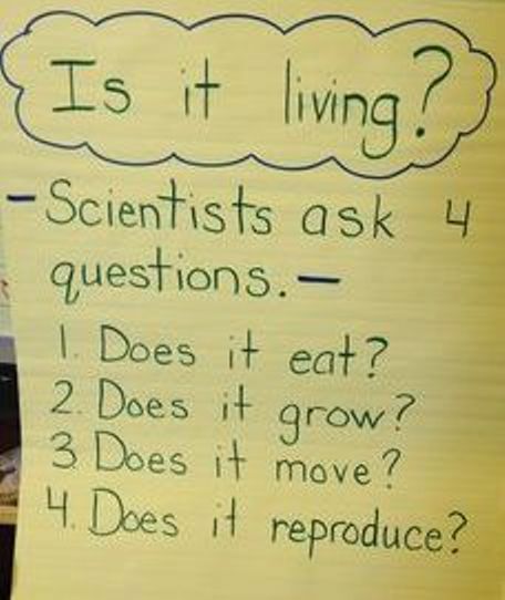 5th Grade Science, Plants Kindergarten Activities, Plants Kindergarten, Living And Nonliving, Science Anchor Charts, 1st Grade Science, First Grade Science, Primary Science, 4th Grade Science