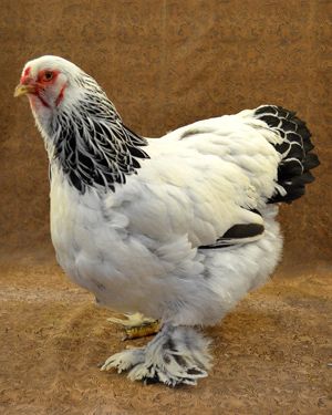 7 Chicken Breeds with Feathered Feet Light Brahma Chicken, Light Brahma, Brahma Chicken, Biggest Chicken, Beautiful Chickens, Hen Chicken, Keeping Chickens, Chickens And Roosters, Chicken Runs