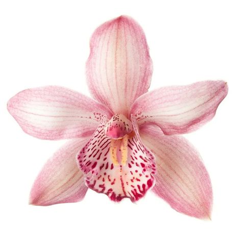 Yandex Images: search for similar images Pink Orchid Drawing, Transparent Flowers Png, Warm Pink Aesthetic, Flower No Background, Flowers With White Background, Ipad Stickers, White Png, Transparent Flowers, Flower Icons