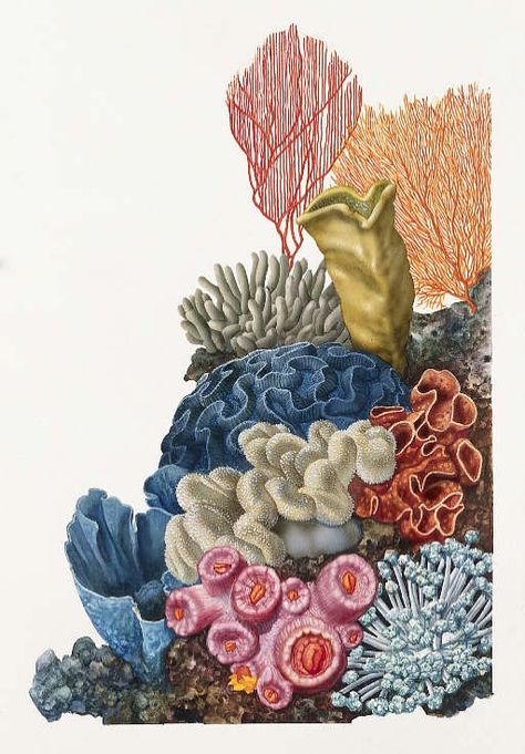 Coral Reef Art, Underwater Scene, Coral Art, 강아지 그림, Arte Inspo, Arte Sketchbook, Scientific Illustration, Sea Art, Arte Animal