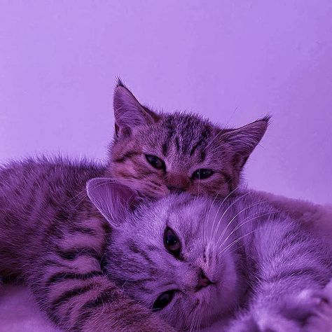 Purple, Kittens