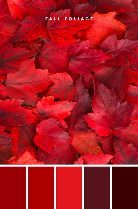 Rich, bold, and often associated with passion and love, red is a beautiful and attention-grabbing color. Brighter reds might come off as alarming, but when used in tandem with deeper shades, this monochromatic palette keeps it clean and polished. #color #colour #colorpalette #palette #fall #fallcolors #autumn #autumncolors Red Color Mood Board, Passionate Color Palette, Color Palette Reds, Bold Red Color Palette, Red Color Palette Aesthetic, Red Colour Palette Shades, Love Colour Palette, Pantone Red Color Palettes, Red Pantone Colour Palettes