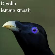 Lemme Smash by Divello on TIDAL Memes, Songs, Lemme Smash, High Fidelity, Music Streaming, Sound