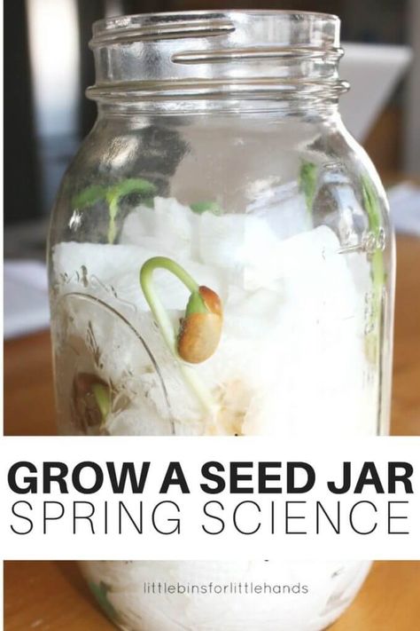 Make an easy seed jar for Spring science to watch how plants grow! Get a close up view of plant growth in a homemade seed jar. Earth science for kids! Spring Project Kindergarten, Science Project Ideas Elementary, Large Yogurt Container Crafts, Earth Day Science Experiments For Kids, Life Cycle Science Activities, Seed Projects For Preschoolers, Life Science Activities Preschool, Hydroponics Science Fair Projects, Easy Science For Preschool