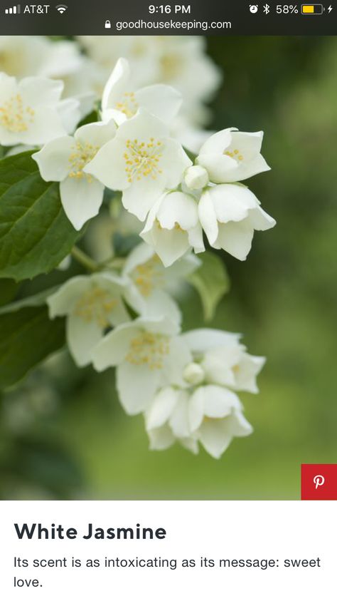 Flower Dictionary, Jasmine Plant, White Jasmine, Flower Meanings, Jasmine Flower, Victorian Flowers, White Gardens, Flower Oil, Flower Delivery