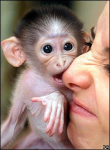 CBBC Newsround | Pictures | In pics: Rare cheeky monkey Monkeys For Sale, Capuchin Monkeys, Capuchin Monkey, Cheeky Monkey, London Zoo, Cute Wild Animals, Classified Ads, Animals Wild, Mammals