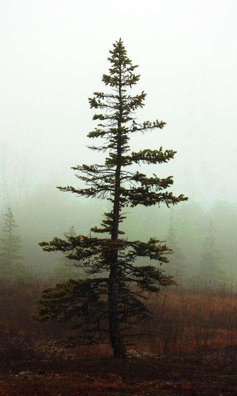 Lone Tree Painting, Lone Pine Tree, Lodge Pole Pine Tree, Evergreen Trees Aesthetic, Cedar Tree Painting, Pine Tree Sapling, Lodgepole Pine Tree, Pine Tree Reference, Pine Tree Photography