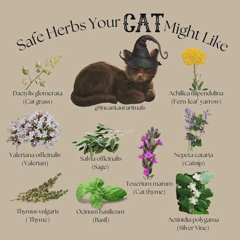 Safe herbs your cat might like 🤍 🐱✨ #catlover #herbs #witchythings #witchcraft #rituals Herbs And Uses Witchcraft, Nature, Herb Uses In Witchcraft, Anti Depressant Herbs Witchcraft, Herbs For Divination, Dog Witchcraft, Druid Practice, Witchcraft Garden, Aesthetic Cat Stuff