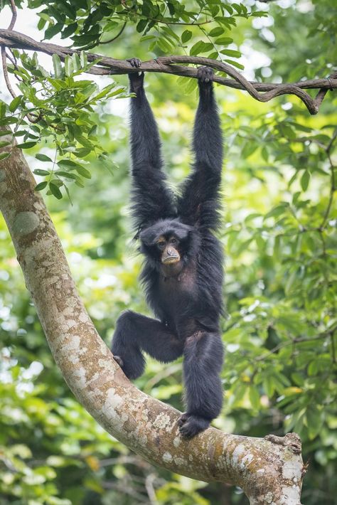 Nature, Tiramisu, Monkey Hanging From Tree, Zebu Cattle, Monkey Animal, Singapore Zoo, Great Ape, Jungle Theme, Jungle Book