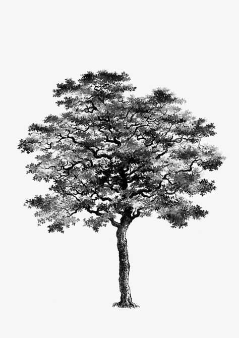 Aesthetic Tree Drawing, Black And White Tree Drawing, White Png Transparent, Tree Render, Black And White Trees, Trees Black And White, Tree Psd, Architectural Trees, Funny Face Drawings