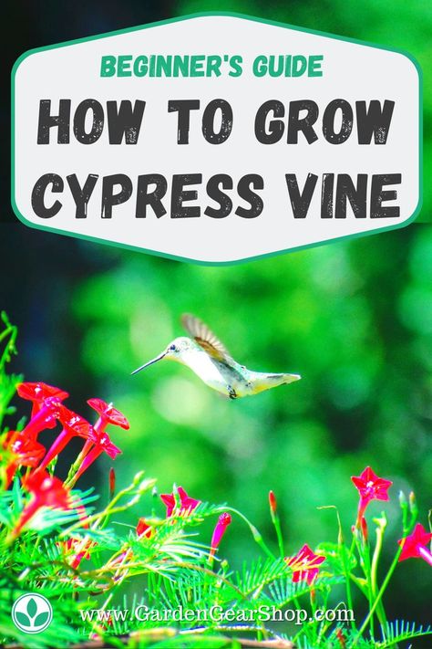 Cypress Vine How To Grow, Cypress Vine Ideas, Hummingbird Vine, Garden List, Butterfly Vine, Lemon Cypress, Cypress Vine, Creeping Vines, Passion Vine