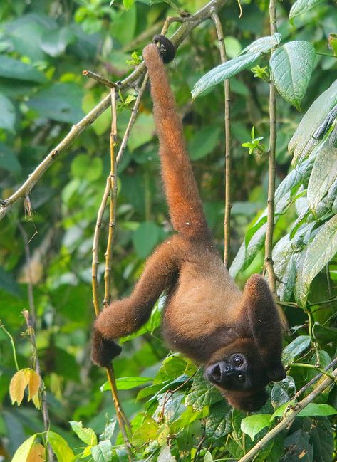 Mono Lanudo | Woolly Monkey (Lagothrix Lagotricha) | This young guy has done everything to call my attention, it was one pose better than the other, and he looked so funny. Look at his expression!  In Ecuador, Woolly Monkeys are classified as vulnerable.  Laguna Paikawe Reserva, Puerto Misahualli, Ecuador Monkeys, Woolly Monkey, Puerto Maldonado, So Funny, Primates, Do Everything, Ecuador, New World, Look At