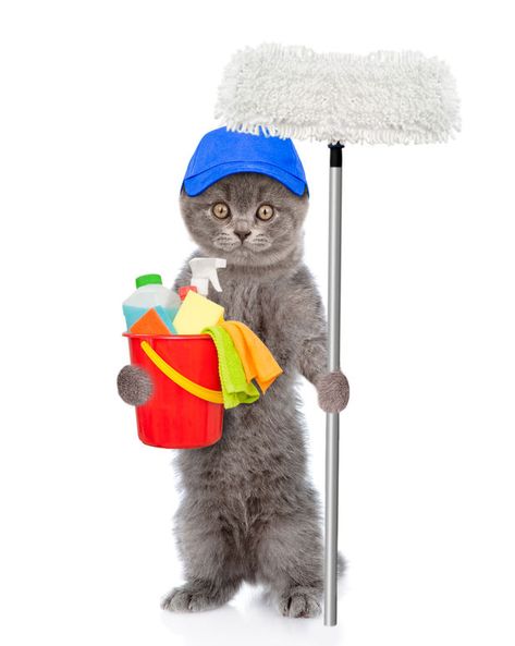 "Chemical household cleaners are toxic to our cats, so we wanted to find a cheap and safe cleaner alternative. This is the recipe for success when cleaning in the home..." Wallpaper Silly, Recipe For Success, Crazy Cat, Silly Cats, Make Yourself, The Recipe