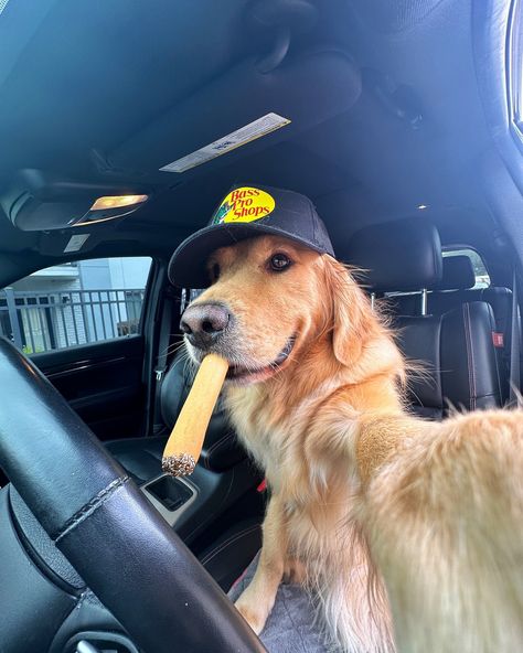 Heard people like boys in @bassproshops hats…. Happy National Selfie Day 😜 #dogsofinstagram #dogselfie #goldenretriever #dogsofflorida #dogsoforlando Guys With Puppies, Picture With Dog, Golden Retriever Aesthetic, Golden Retriever Boy, Animals In Art, Dogs Day, Dog Fever, Dog Caricature, Dogs Barking