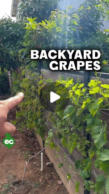 Grape Vines On Fence, Grape Vine Fence, Grape Vine Pruning, Backyard Vineyard, Grape Growing Trellis, Vine Fence, Backyard Trellis, Grape Vine Trellis, Grow Grapes