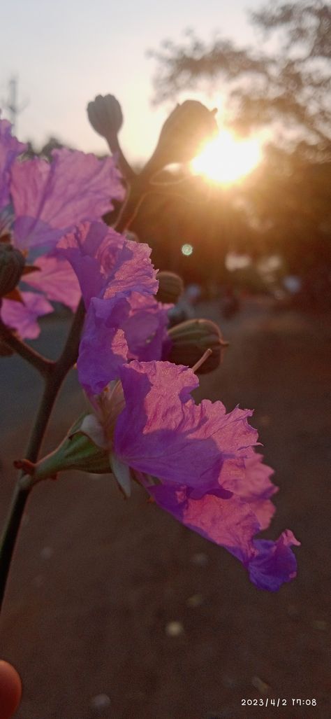 Sun set # Lagerstroemia floribunda # afternoon # evening Sun, Fake Snapstreak, Evening Snap, Sun Set, Quick Saves