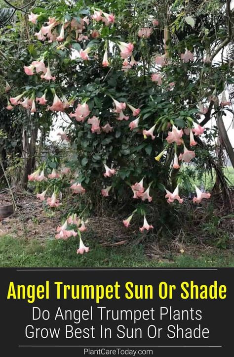 Angel Trumpet plants are relatively easy to care for but do best given the right conditions - sun or shade. Brugmansia produces gorgeous, fragrant blooms and shiny, dark green leaves. Angels Trumpet Flower, Brugmansia Plant, Trumpet Plant, Angel Trumpets, Angel Trumpet Plant, Angels Trumpet, Plant Leaves Turning Yellow, Dark Green Leaves, Angel Trumpet