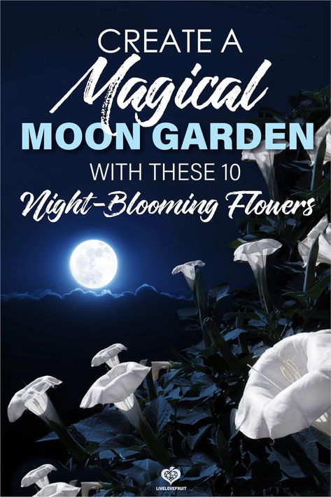 What if you could duplicate a starry night sky, but in your garden instead? These 10 night-blooming flowers can help you achieve just that! #gardening #garden #flowergarden #flowers #moongarden #moonflowers #nightbloomingflowers #moongardenideas #moongardenatnight #moongardenplants Moon Garden At Night, Art Flowers Wallpaper, Flower Garden Inspiration, Tattoo Design Flower, Laurel Shrub, Flowers Tattoo Design, Porch Fence, Garden Themes, White Flowering Plants