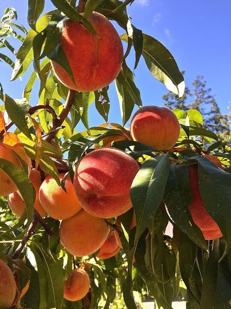 Positano, Fruit Trees, Peach Festival, Peach Aesthetic, Peach Fruit, Aesthetic Jewelry, Tapeta Pro Iphone, Nectarine, Nature Aesthetic