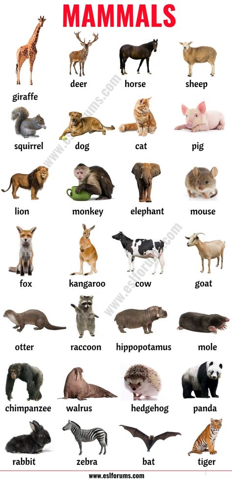 Mammals: List of Mammals in English with ESL Picture! - ESL Forums Pictures Of Mammals, Mammals Pictures, Gender Of Animals, Animals Name With Picture, Wild Animals List, Mammals Animals, Animals Name In English, Animal Infographic, List Of Birds