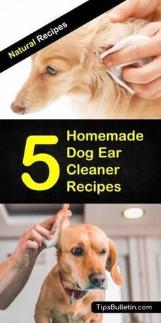 Homemade Dog Ear Cleaner, Dog Ear Cleaner Homemade, Vinegar Tea, Seattle Dog, Cleaning Dogs Ears, Dog Ear Cleaner, Dogs Ears Infection, Dog Remedies, Ear Cleaner
