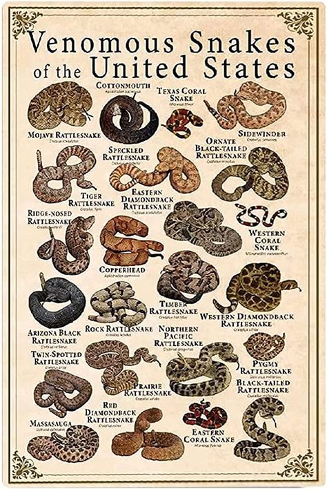 Amazon.com: Types Of Venomous Snakes Metal Signs Wall Decor Venomous Snakes Of The United States Posters Home Classroom Home Study Science 12x18 Inches: Posters & Prints Types Of Snakes, Mojave Rattlesnake, Snake Poster, Study Science, Types Of Snake, Venomous Snakes, Coral Snake, Home Classroom, Snake Venom