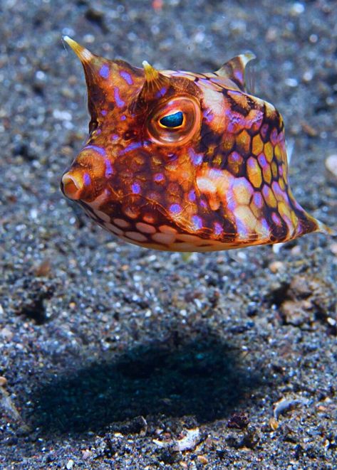 Boxfish Saltwater Tank, Salt Water Animals, Cow Fish, Box Fish, Creature Marine, Fauna Marina, Air Tawar, Salt Water Fish, Animal World