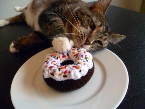 This cat is you with a doughnut. | 25 Cats Who Are 100% You Flat Tummy, Eat To Perform, Flat Tummy Tips, Donut Cat, Ate Too Much, Chocolate Donuts, Rainbow Sprinkles, Funny Cat Pictures, Funny Cat Memes