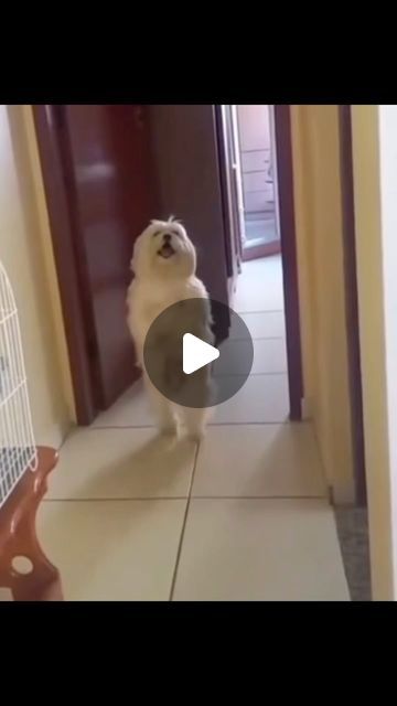 Funny animals on Instagram: "Funny dogs dancing 🥰🤪💕❤️😍🐕🐾🐩🦴🐶#dog #funny #silly" Nature, Funny Animals Twerking, Crazy Funny Pictures Animals, Funny Animal Photos Hilarious, Funny Dancing Animals, Dancing Dogs Funny Videos, Funny Dogs Videos Hilarious, Funny Funny Videos, Silly Animals Videos