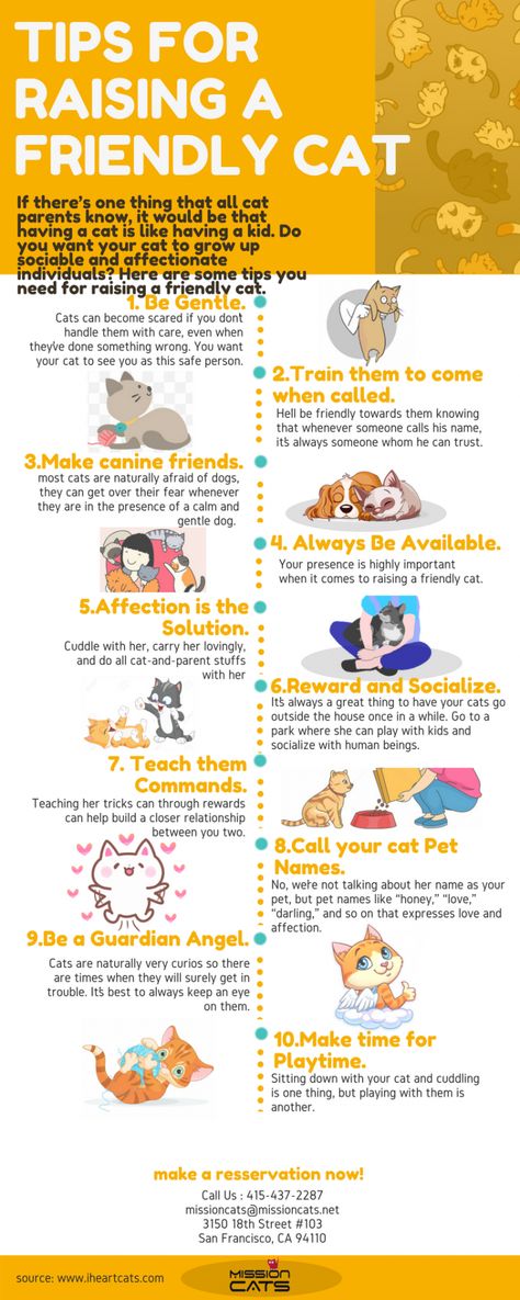 Tips For Cat Owners, Cat Health Tips, Raising A Kitten Tips, Caring For Cats, Where To Pet A Cat, Kitten Tips Life Hacks, Cat Care Tips Kittens, Kitten Training Tips, First Cat Owner Tips