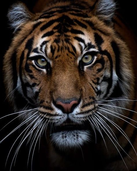 Pumas Animal, Tiger Art Drawing, Tiger Photography, Regnul Animal, Sumatran Tiger, Tiger Pictures, Tiger Face, Tiger Art, Funny Birds