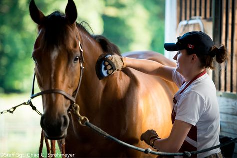 Groom Your Horse Like a Pro Horse Liberty, Grooming Horse, Insta Edits, Gcse Photography, Horse Brushes, Horse Showing, Dog Cat Pictures, Horse Reference, Horse Magazine