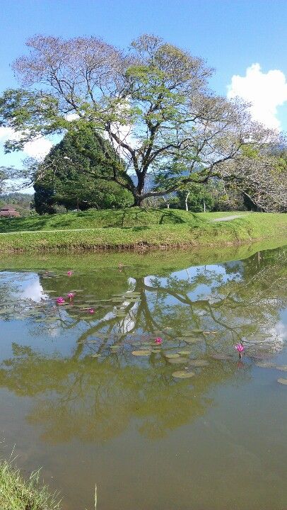 Taiping Lake Gardens Malaysia Taiping, Taiping Lake Gardens, Lake Garden, Gap Year, Fresh Water, Golf Courses, Cool Photos, Gap, Projects To Try