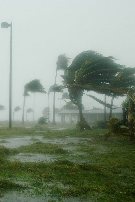 For homesteaders, it is vital to have a preparation plan for hurricane season. To make the process simpler, here are four tips to ensure your homestead is ready for the next hurricane on the horizon: https://loom.ly/Qz6MTUQ Mother Nature, Meteorology, Natural Disasters, Nature, Process Infographic, On The Horizon, Natural Phenomena, Severe Weather, The Horizon
