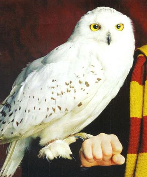 Hedwig, from the "Harry Potter" series Harry Potter Tattoos, Edwige Harry Potter, Harry Potter Test, Harry Potter Theme Birthday, Harry Potter Owl, Harry Potter Hedwig, Images Harry Potter, Harry Potter Tattoo, Fan Theories