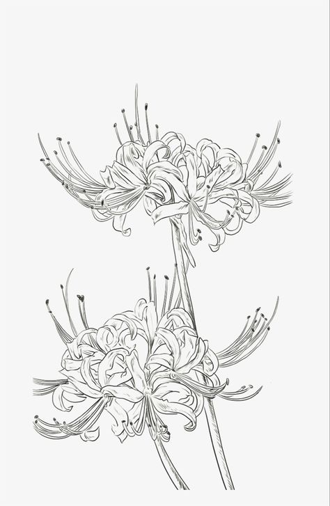 Spider Lily Tattoo Outline, Lily Flower Drawing Tattoo, Spider Lily Stencil, Spider Lily Line Art, Lily Flowers Drawings, Spider Lily Tattoo Stencil, Spider Lily Flower Drawing, Chrysanthemum Tattoo Back, Spiderlili Drawing