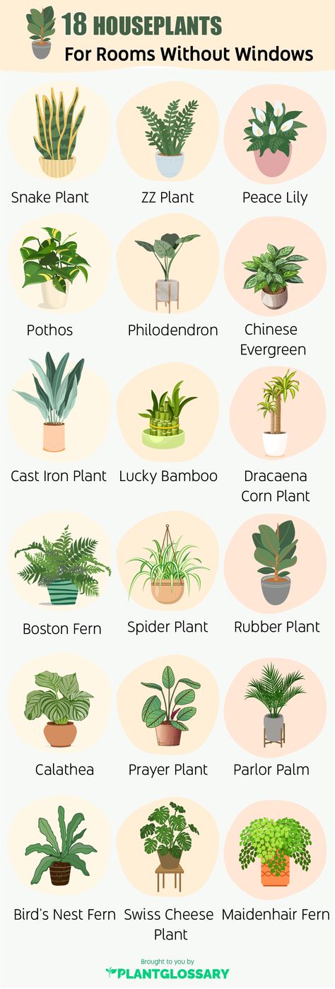 Plants For Room Without Windows Best House Plants To Clean The Air, Peace Lilies Indoor, Peaceful Room Decor, Plants For Office With No Windows, Rooms Without Windows, Inside House Plants, Peace Lilly, Beautiful Indoor Plants, Angel Plant