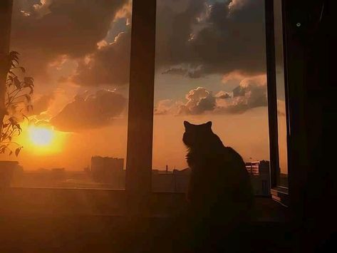 Sunset Aesthetic Cover Photo, Sunset Cover Photo, Cat And Cloud, Rosé Girlfriend Material, Social Media Art, Pretty Wallpapers Tumblr, Anime City, Photo Wall Gallery, 1080p Anime Wallpaper